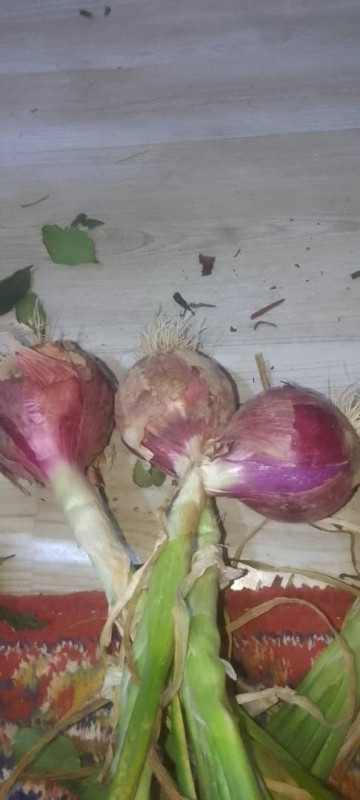 مؤسسة الرزاقي للتجاره والزراعه