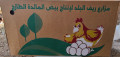 موقع سفرجل - سعر جملة)كرتون بيض)